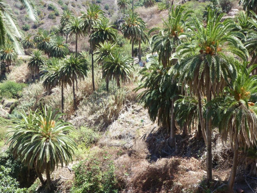 Apartamentos Bellavista Gomera بلايا ذي سانتياغو المظهر الخارجي الصورة